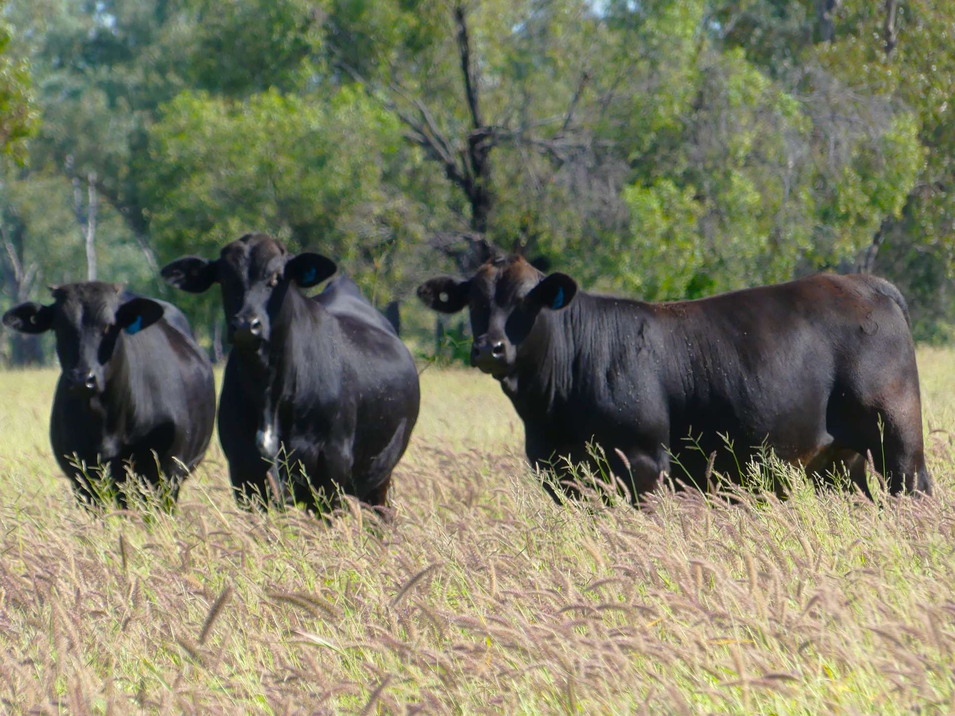 'Glencoe' 28547 Carnarvon Highway, Roma For Sale by Farmbuy.com - image 5