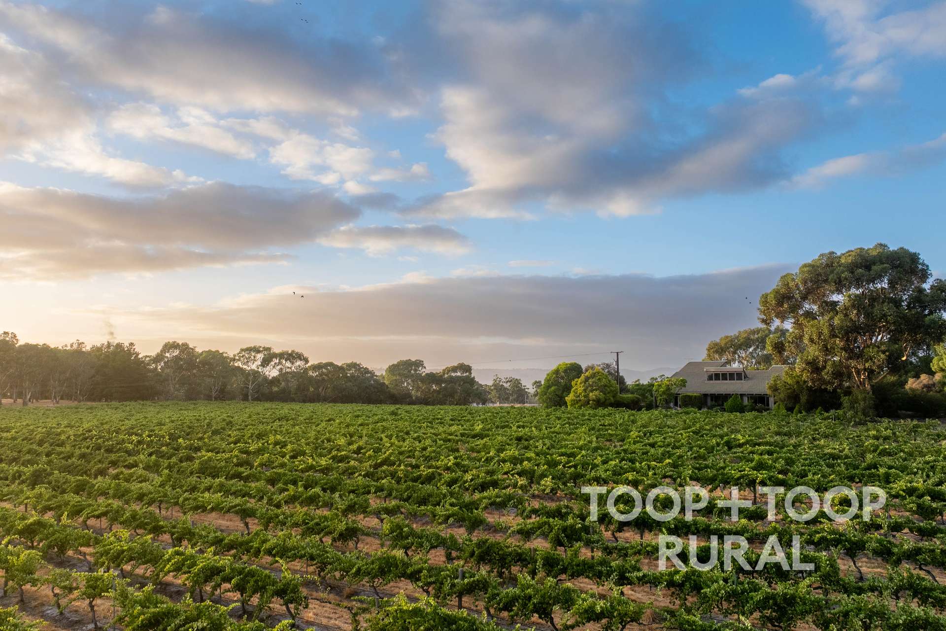 145 Tolley Road, Nuriootpa For Sale by Farmbuy.com - image 6