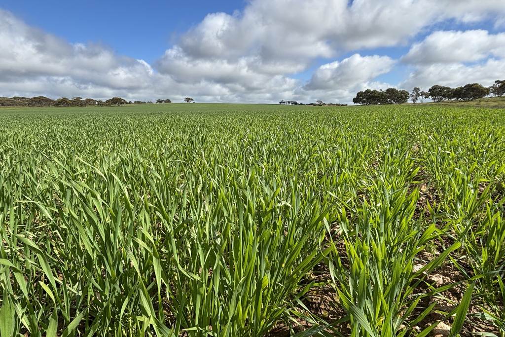 Lot 29 Eyre Highway Road, Poochera SA 5655
