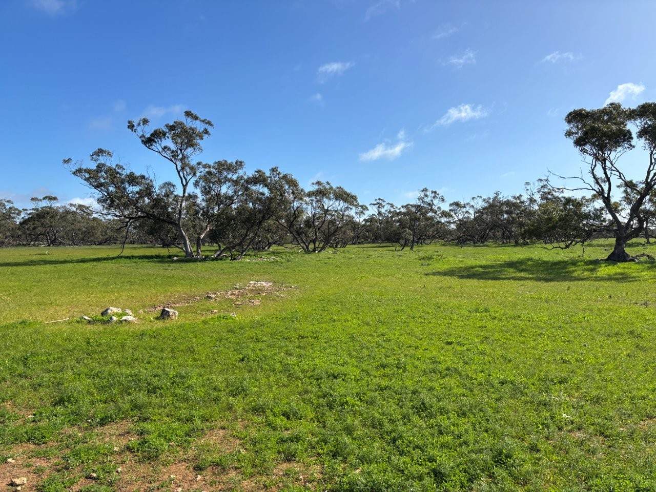 Lot 29 Eyre Highway Road, Poochera For Sale by Farmbuy.com - image 10