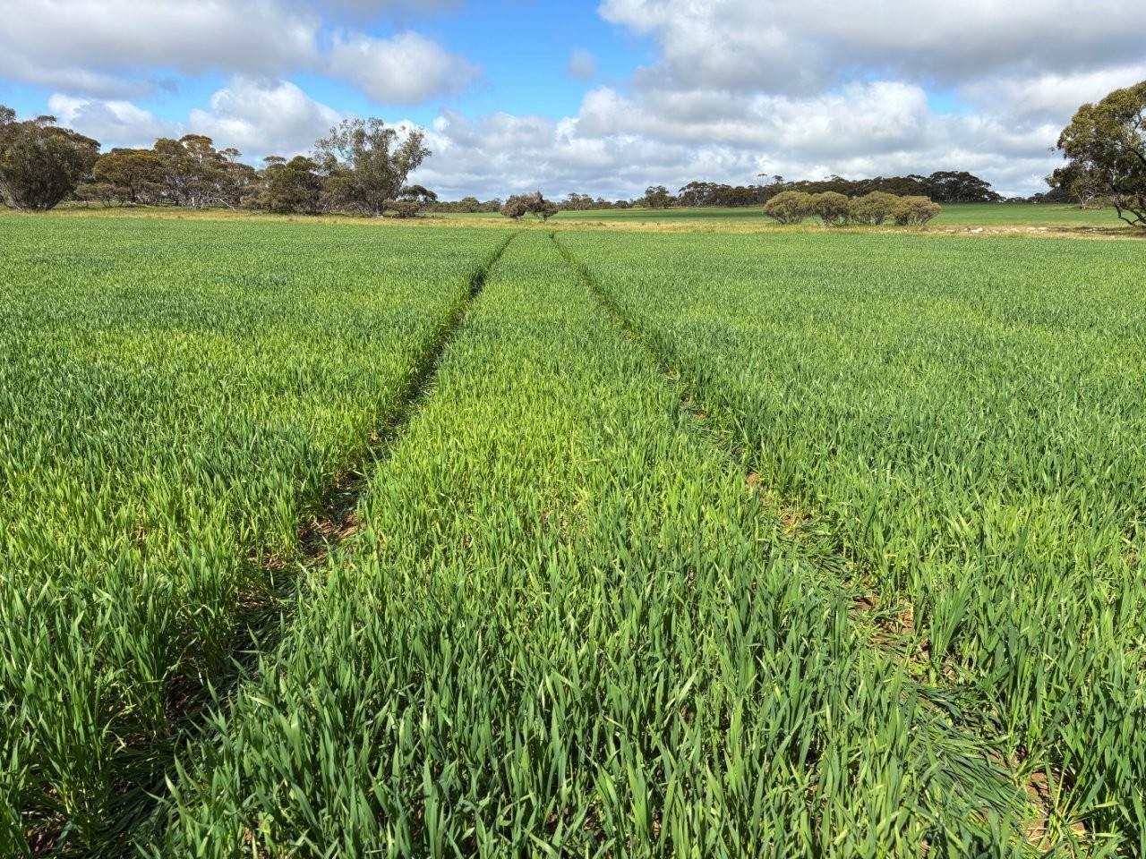Lot 29 Eyre Highway Road, Poochera For Sale by Farmbuy.com - image 5