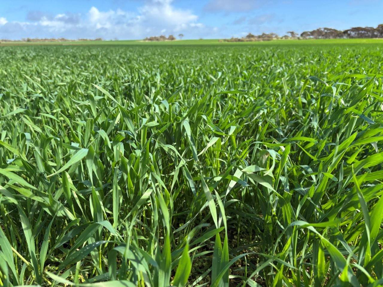 Lot 29 Eyre Highway Road, Poochera For Sale by Farmbuy.com - image 8