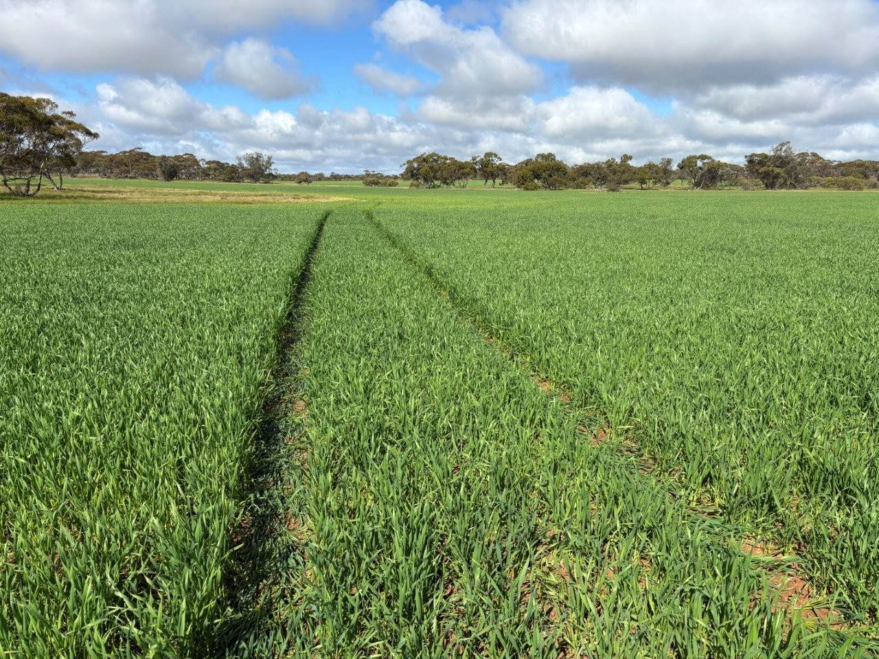 Lot 29 Eyre Highway Road, Poochera For Sale by Farmbuy.com - image 17