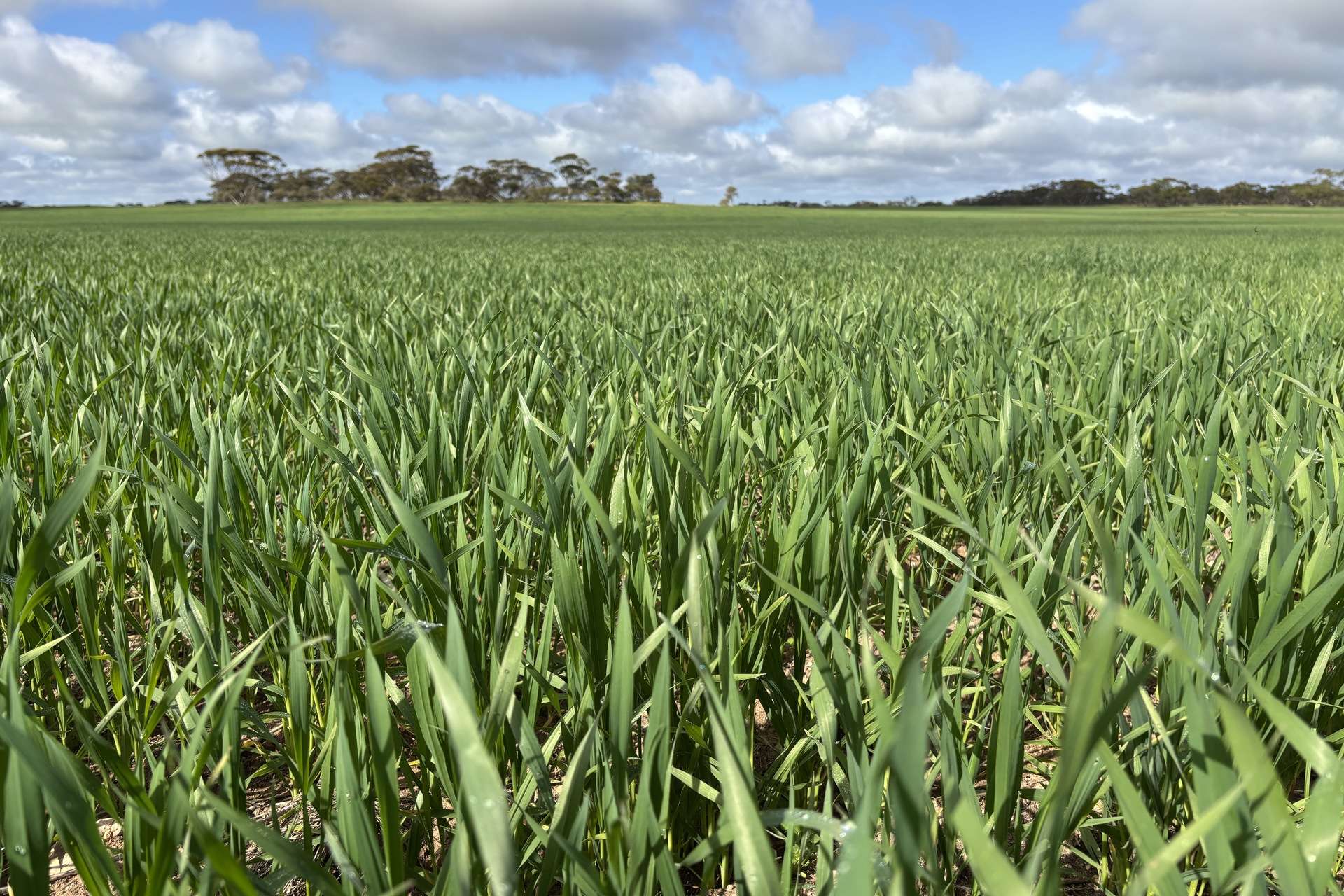 Lot 29 Eyre Highway Road, Poochera For Sale by Farmbuy.com - image 6