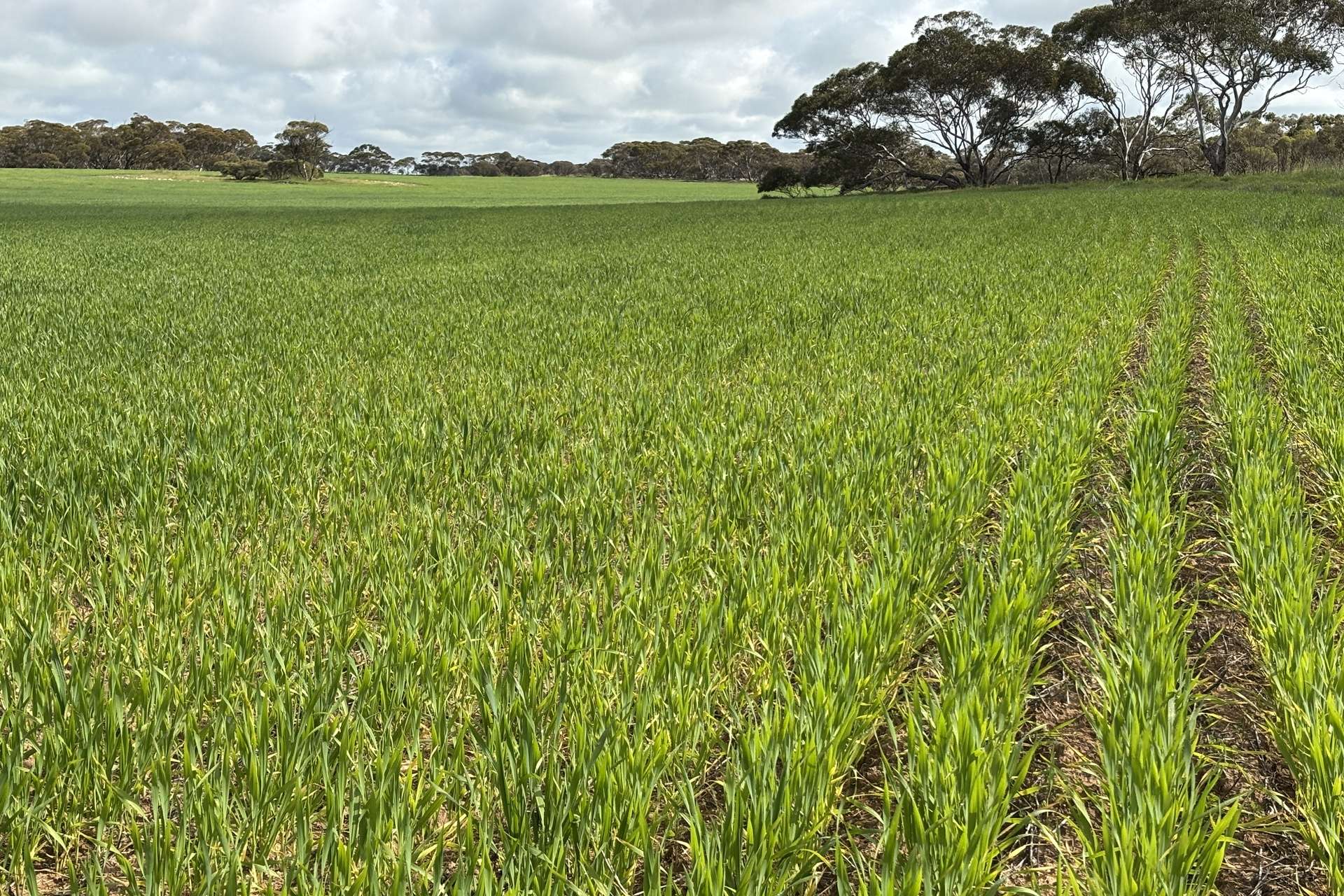 Lot 29 Eyre Highway Road, Poochera For Sale by Farmbuy.com - image 13