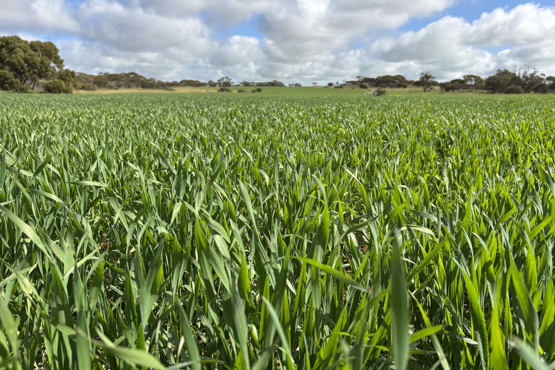 Lot 29 Eyre Highway Road, Poochera For Sale by Farmbuy.com - image 14