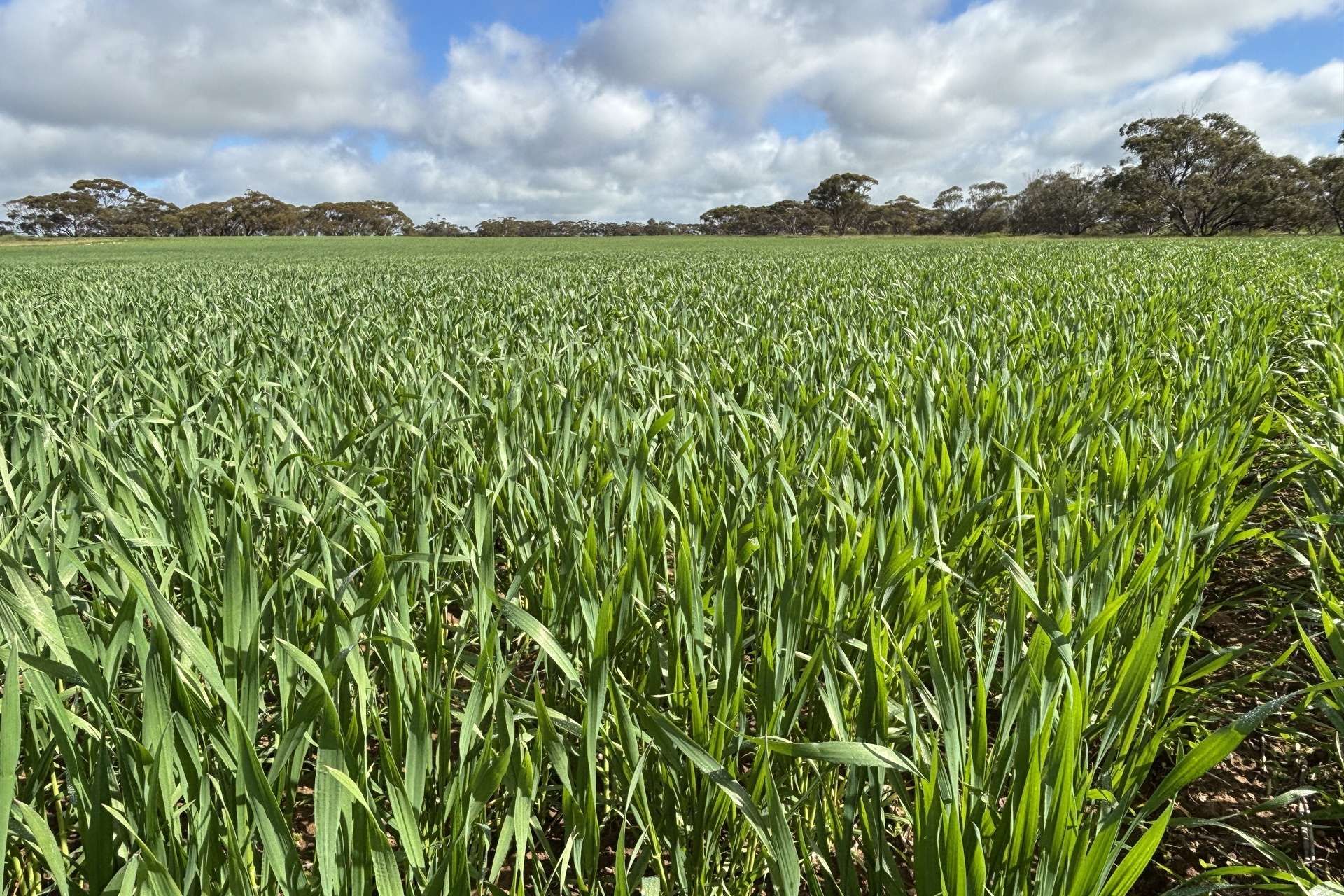Lot 29 Eyre Highway Road, Poochera For Sale by Farmbuy.com - image 3