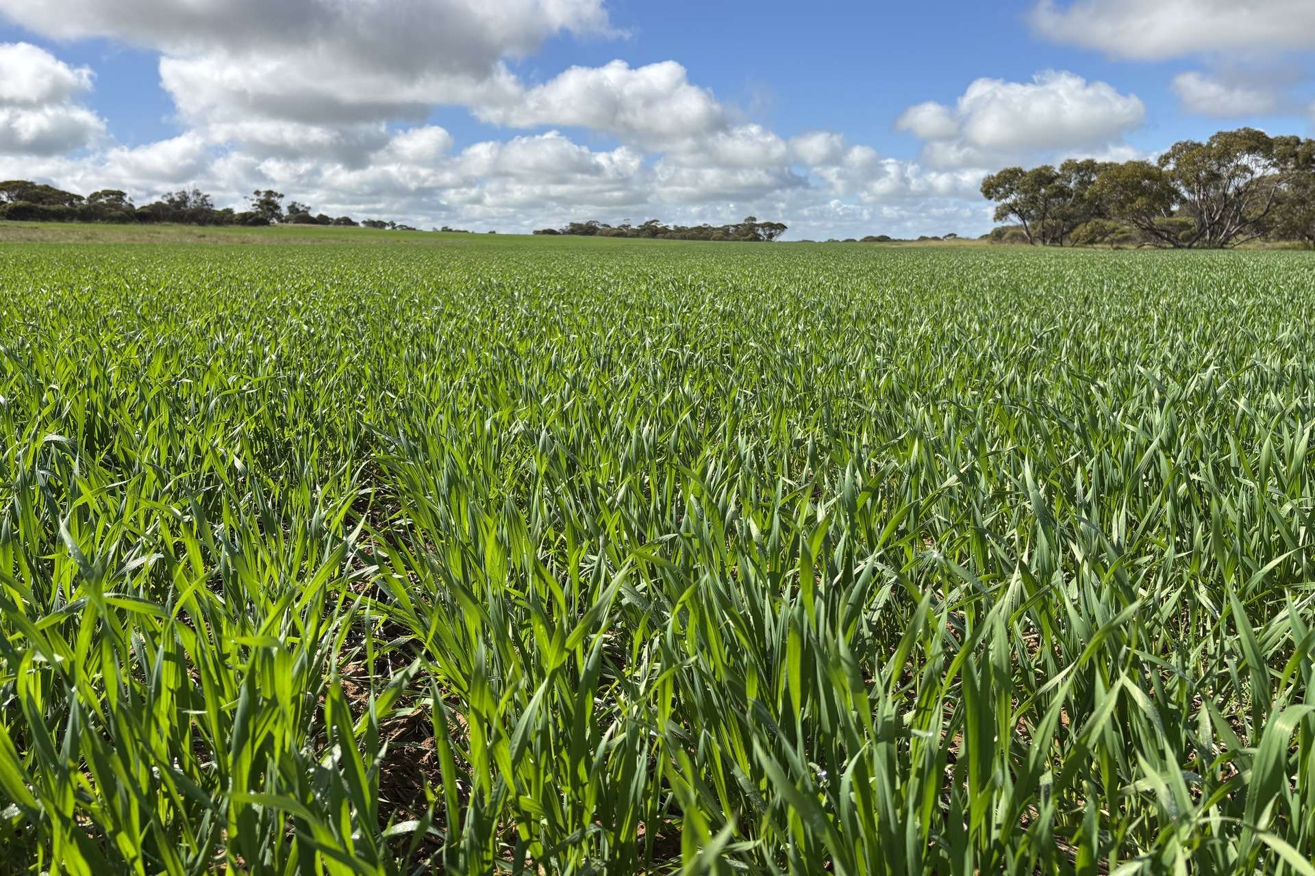 Lot 29 Eyre Highway Road, Poochera For Sale by Farmbuy.com - image 15