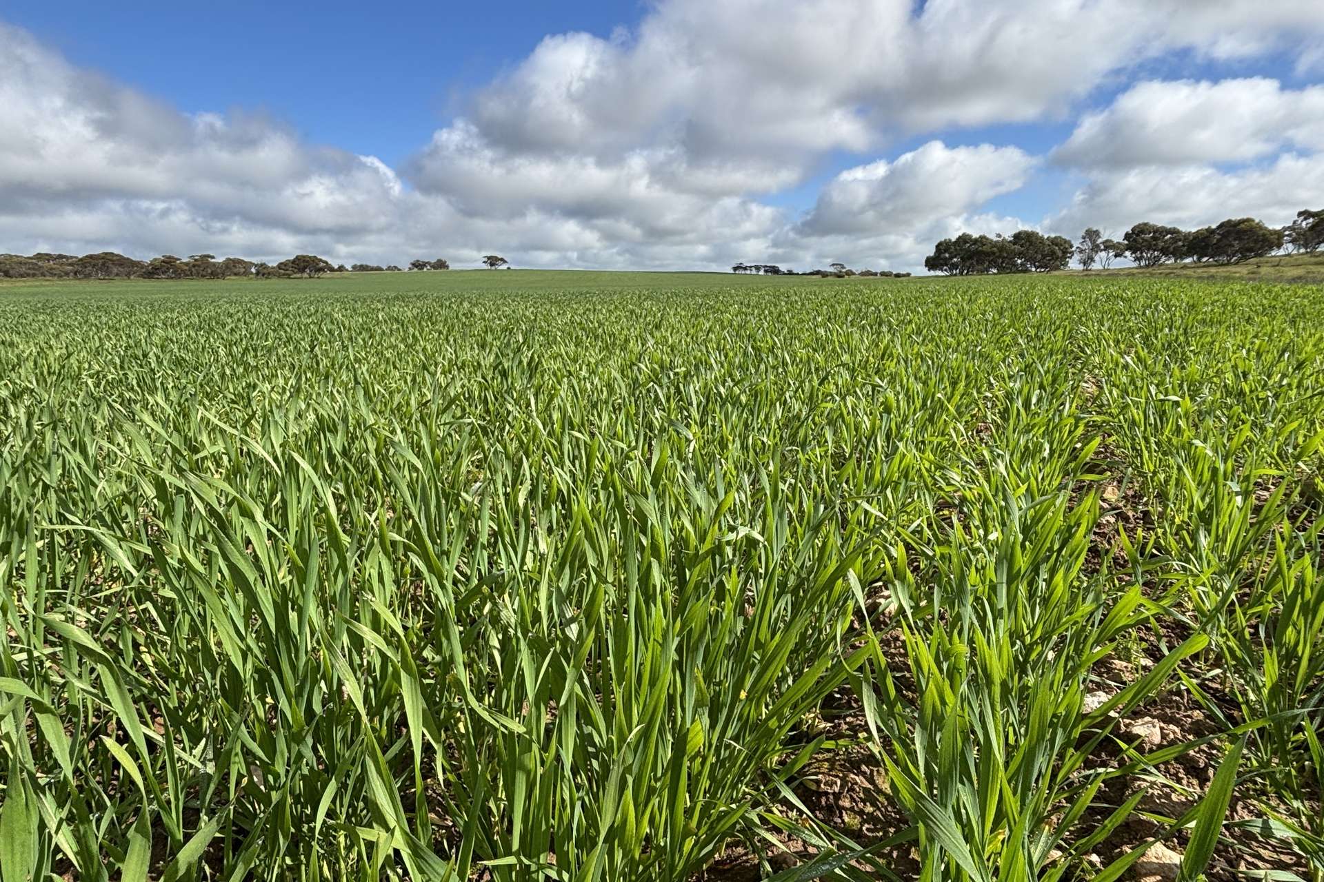 Lot 29 Eyre Highway Road, Poochera For Sale by Farmbuy.com - image 1
