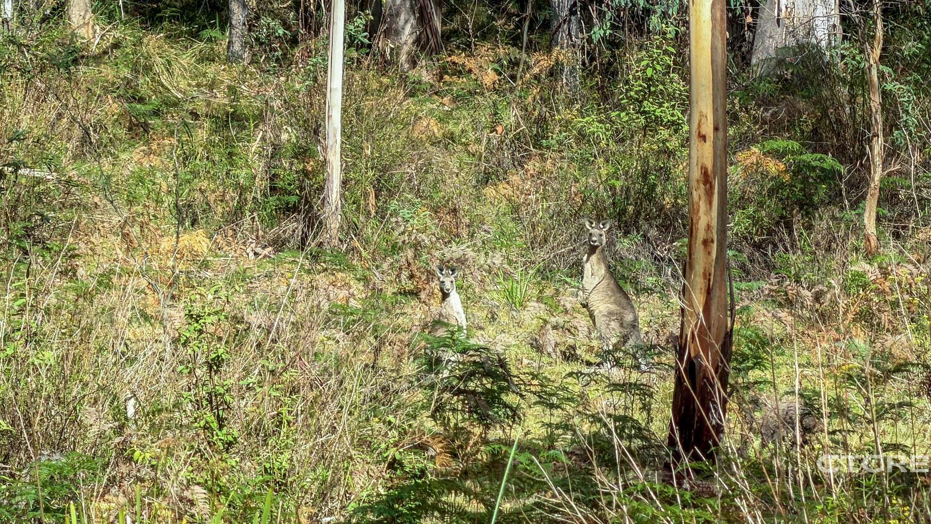 Lot 12F & 12G, 161 Minchins Track, Bonang For Sale by Farmbuy.com - image 9