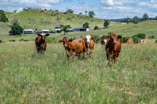 Farm Sold - QLD - Tansey - 4601 - SOLD prior to auction by Glen Duffin @ Ray White Mundubbera 