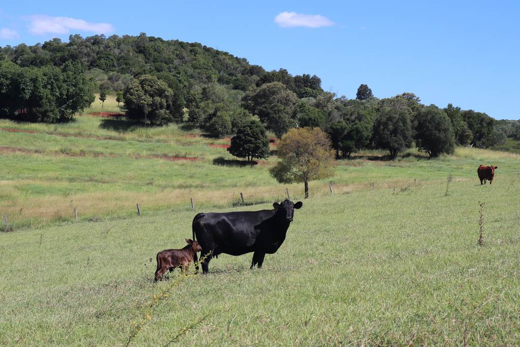 Lot 385 Hoffmanns Road, Wondai QLD 4606