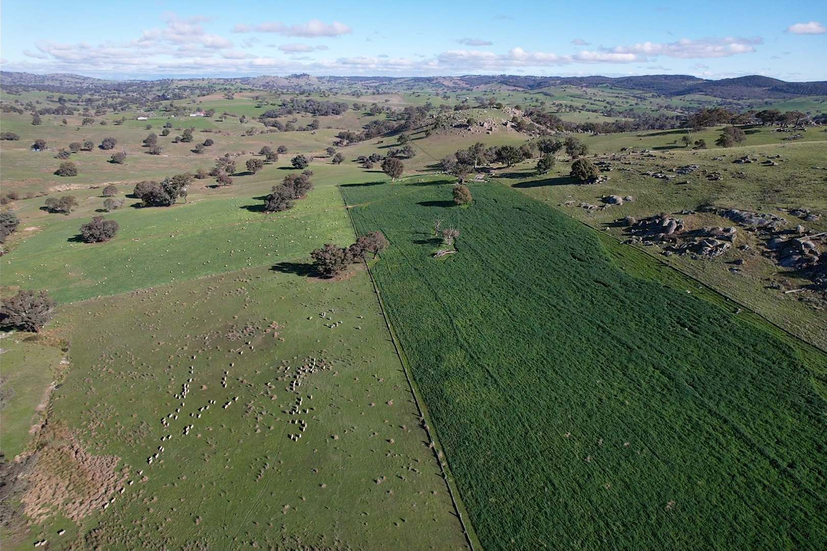 669 Greenmantle Road, Bigga For Sale by Farmbuy.com - image 7