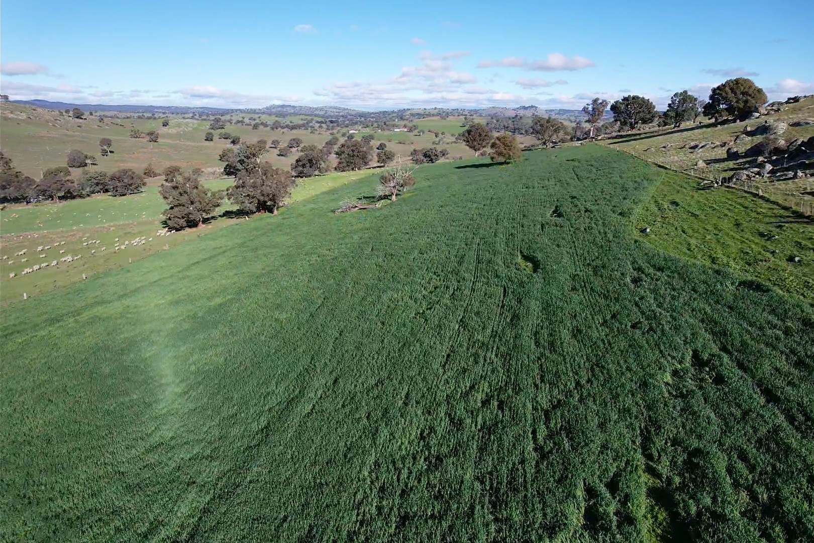 669 Greenmantle Road, Bigga For Sale by Farmbuy.com - image 8