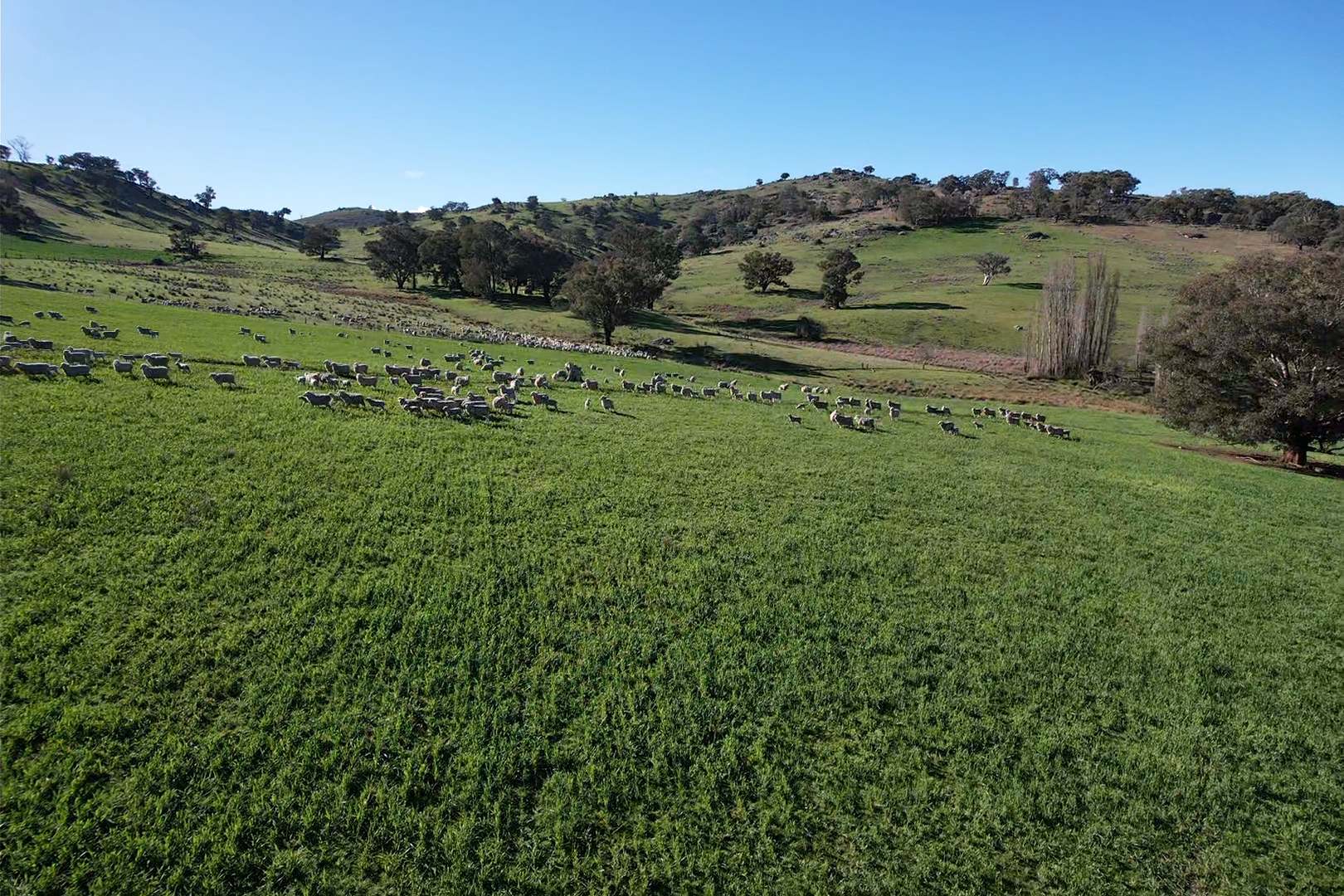 669 Greenmantle Road, Bigga For Sale by Farmbuy.com - image 4
