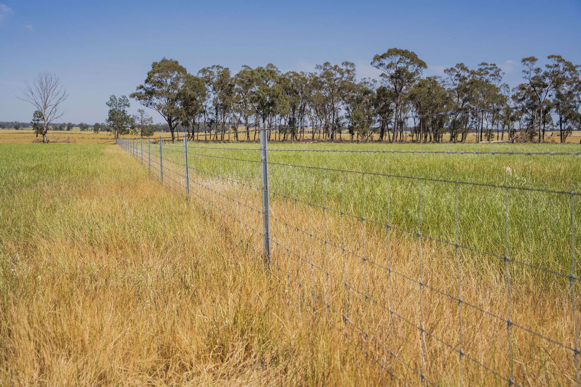 3356 Mid Western Highway, North Yalgogrin For Sale by Farmbuy.com - image 10
