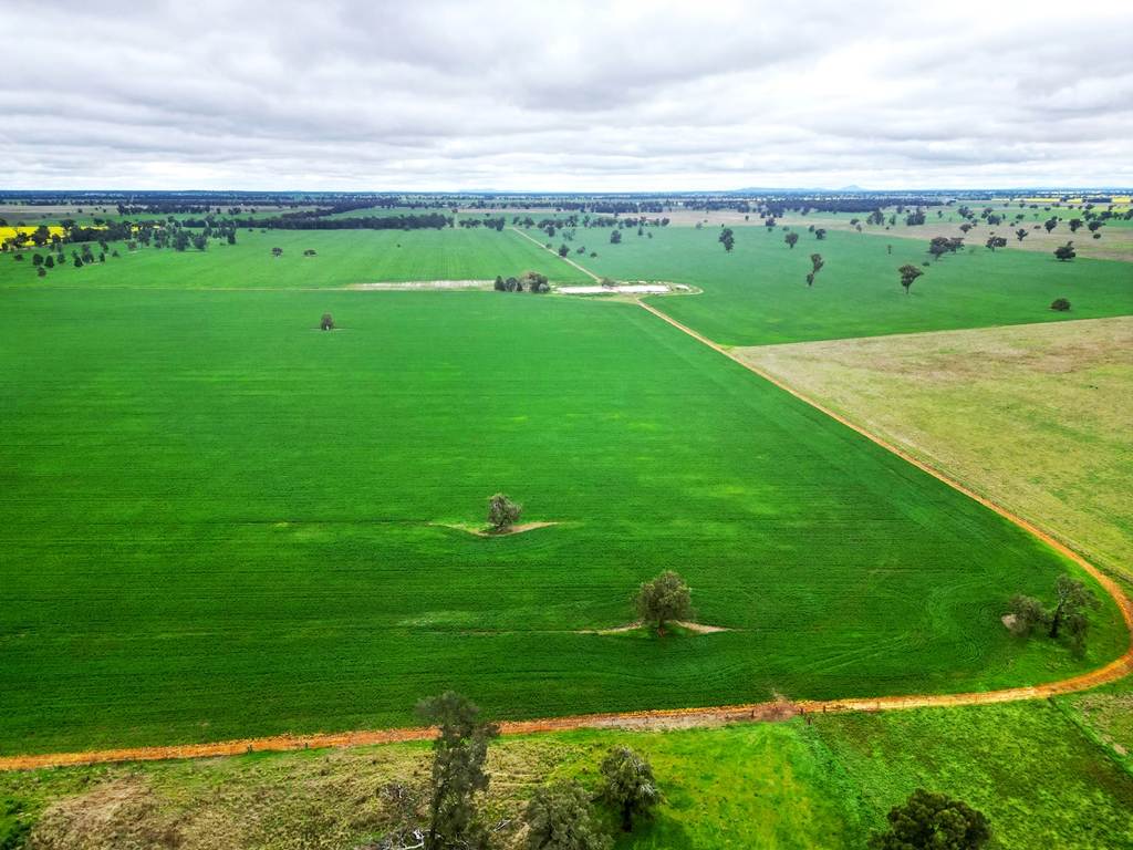 594 Burrangong Lane, Bland Sold by Farmbuy.com - image 4