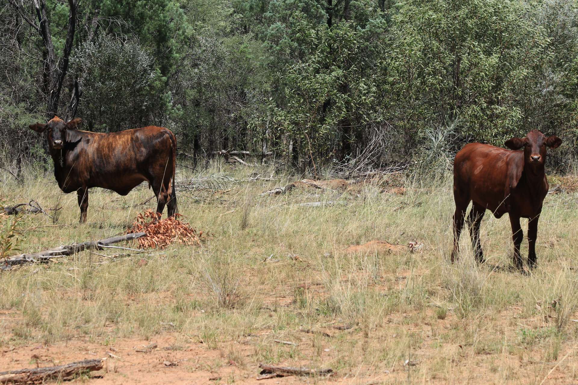 555 Yuleba Surat Road, Yuleba For Sale by Farmbuy.com - image 10