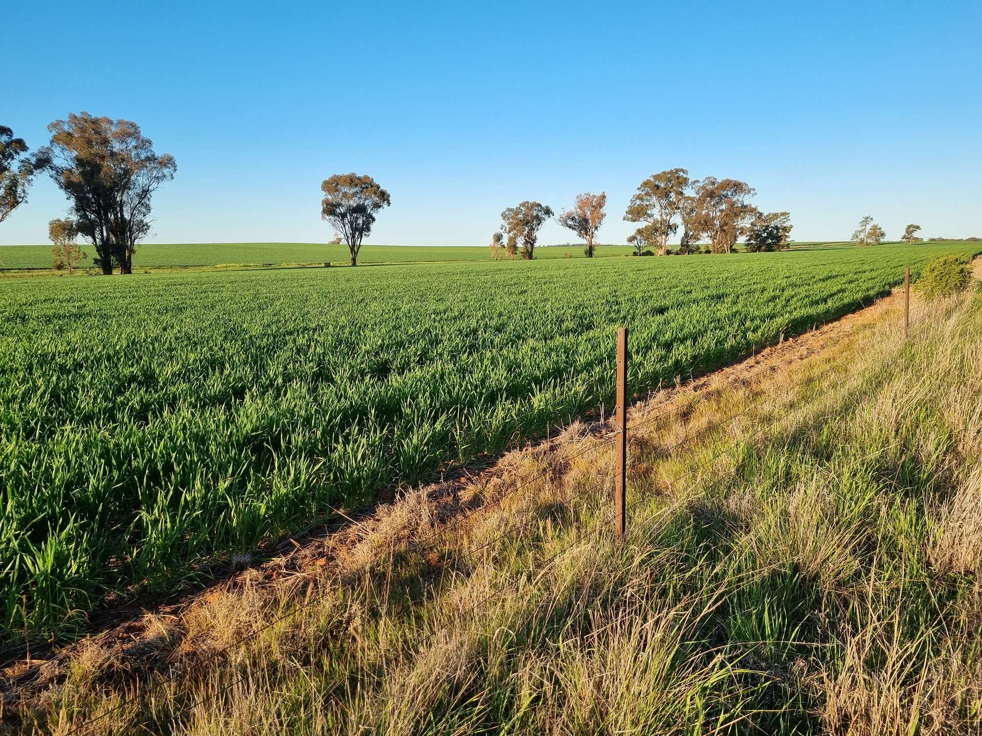 'Craignish' 847 Mirrool South Road, Beckom For Sale by Farmbuy.com - image 11