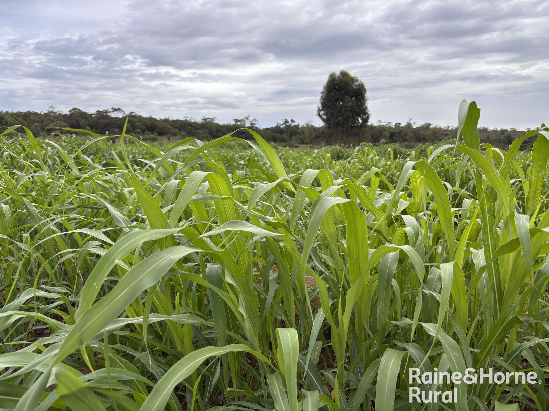 1148 Nalpa Downs Road, Mitchell Sold by Farmbuy.com - image 11