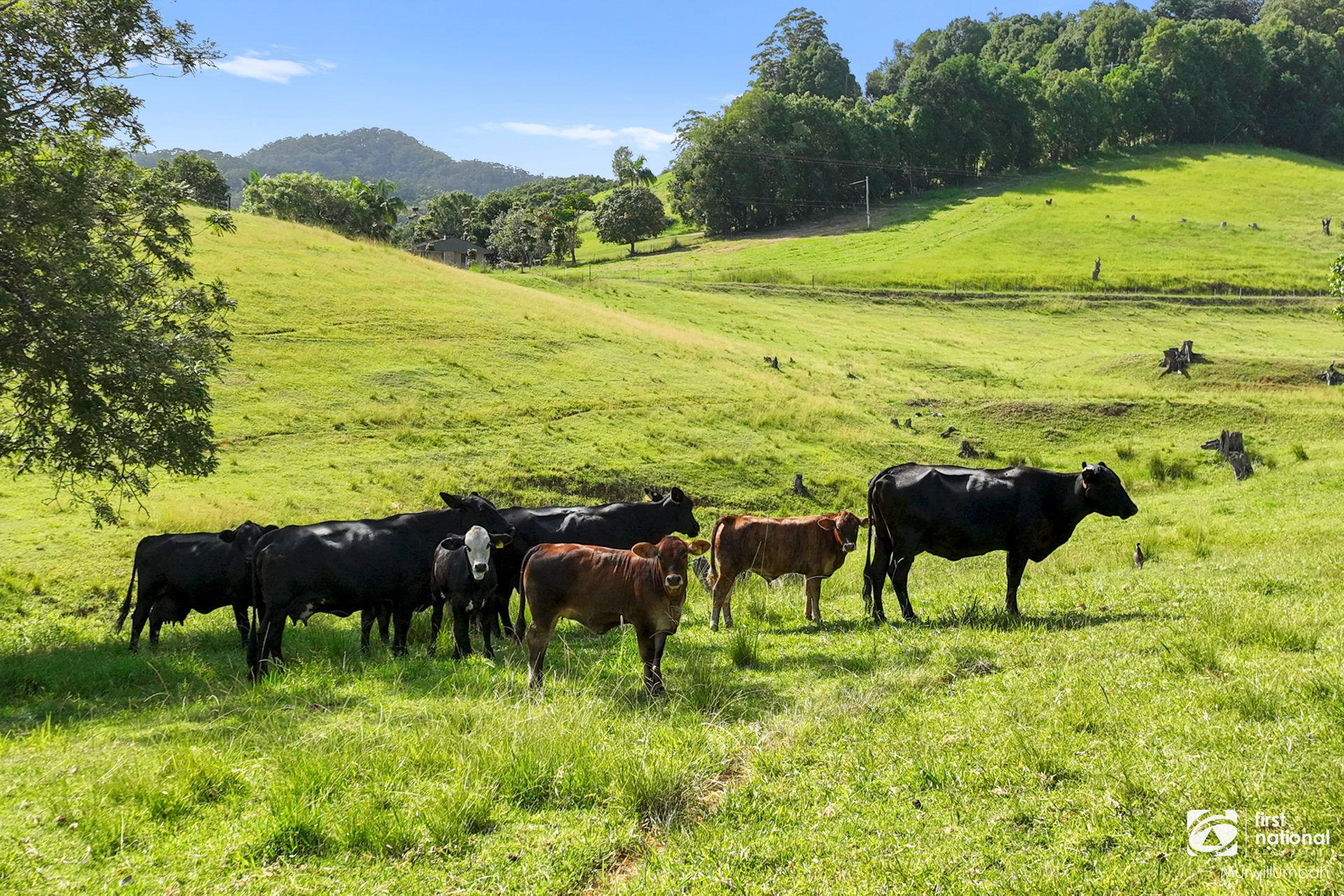 43 Turners Road, Wardrop Valley For Sale by Farmbuy.com - image 6