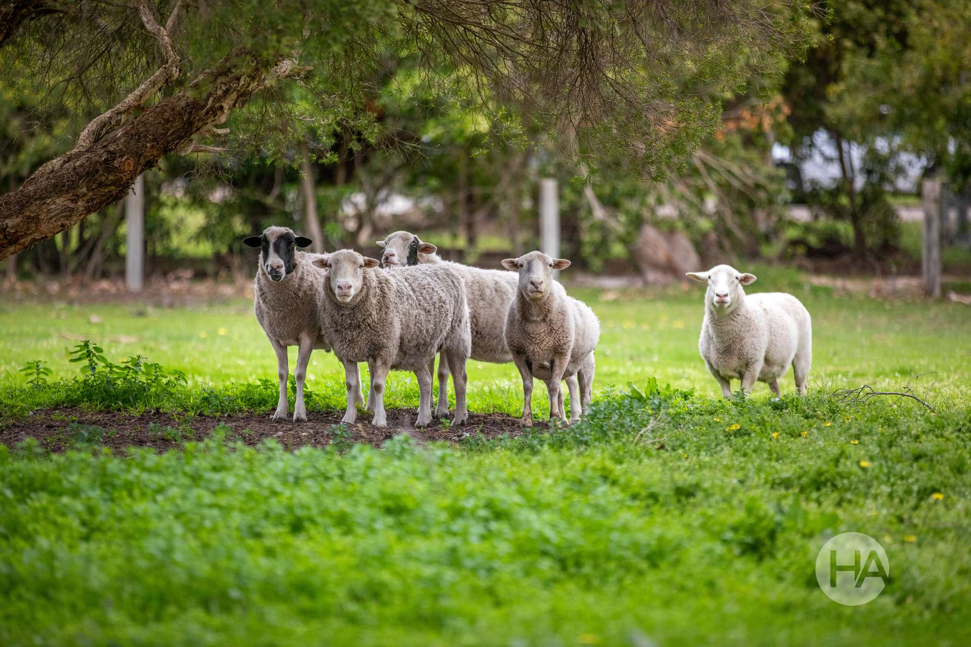55 Newton Avenue, Langwarrin South For Sale by Farmbuy.com - image 25