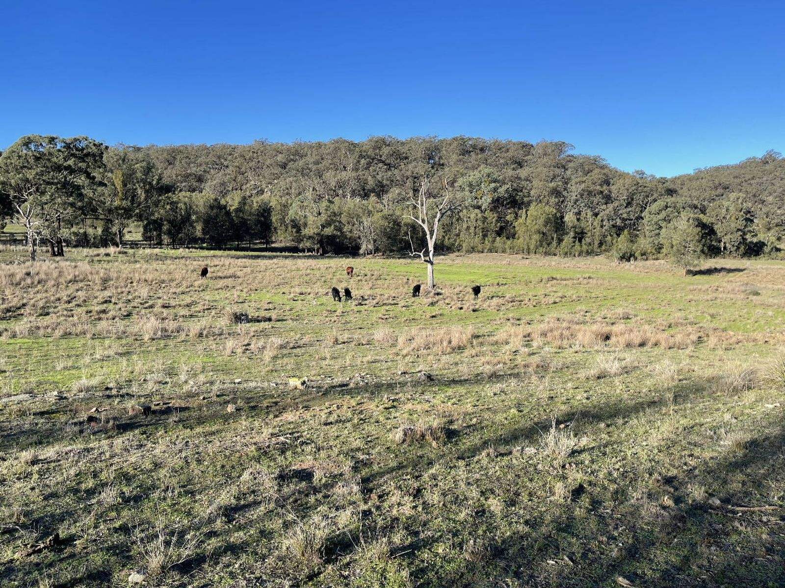1235 Giants Creek Road, Sandy Hollow For Sale by Farmbuy.com - image 19