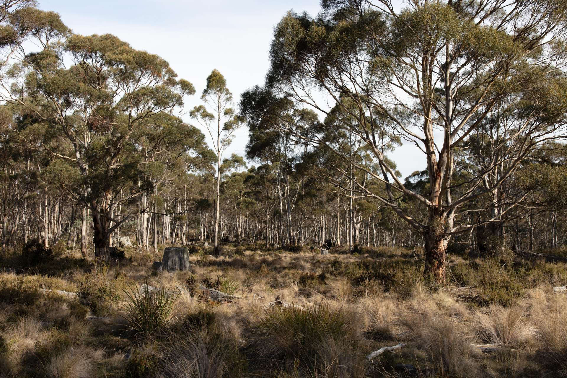 2413 Nugent Road, Buckland For Sale by Farmbuy.com - image 8