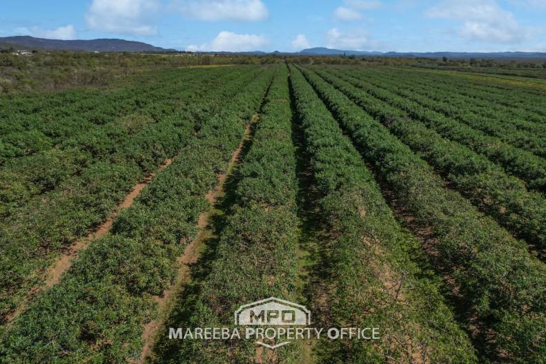 44 Carman Road, Paddy's Green, Mareeba For Sale by Farmbuy.com - image 2
