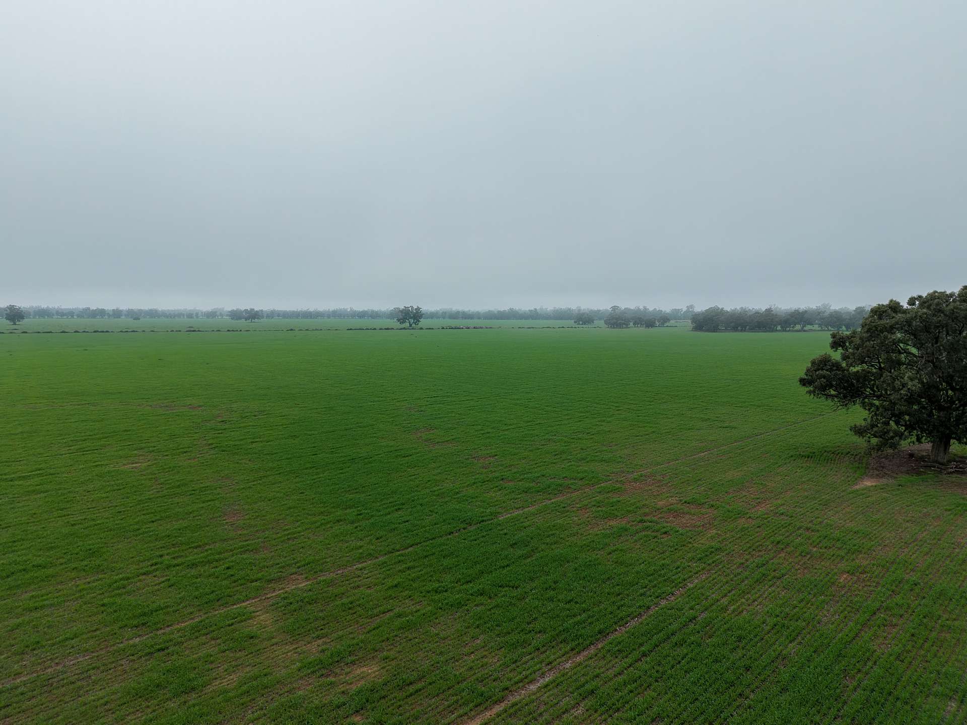 391 Boxdale Road, Deniliquin For Sale by Farmbuy.com - image 3