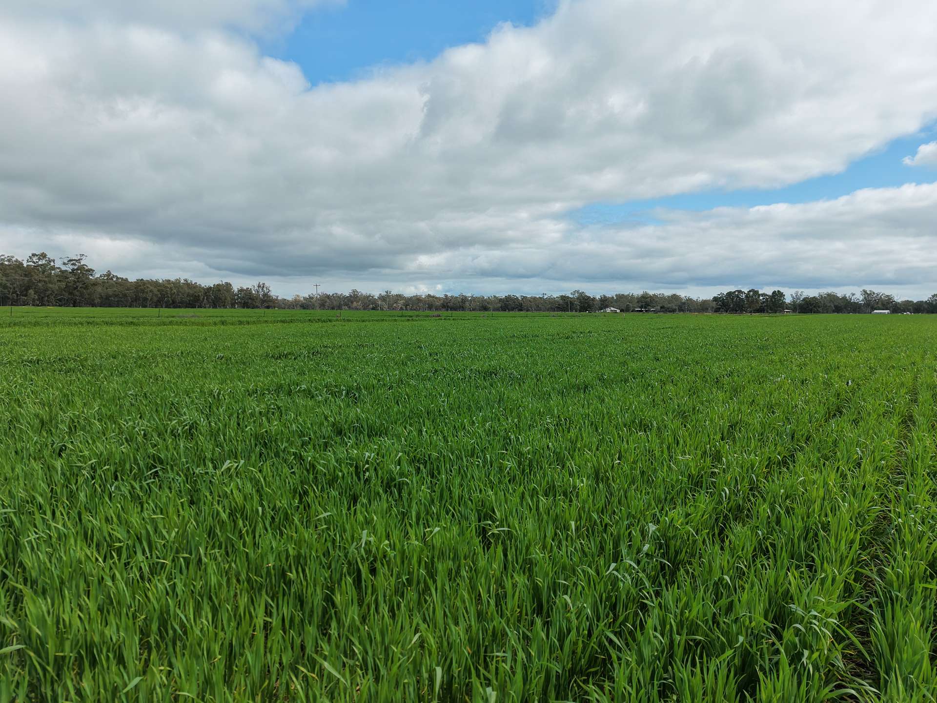 391 Boxdale Road, Deniliquin For Sale by Farmbuy.com - image 6