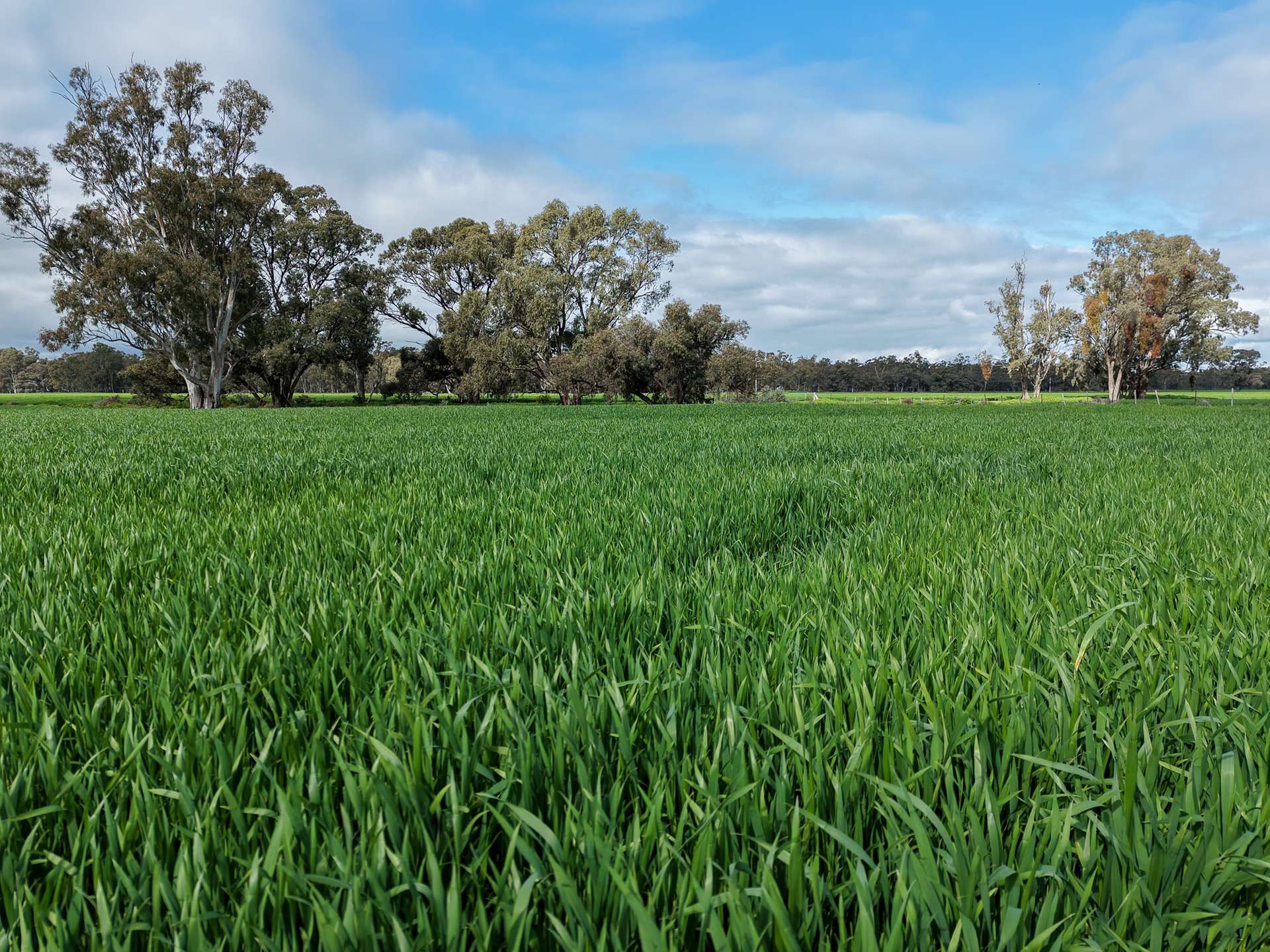 391 Boxdale Road, Deniliquin For Sale by Farmbuy.com - image 5