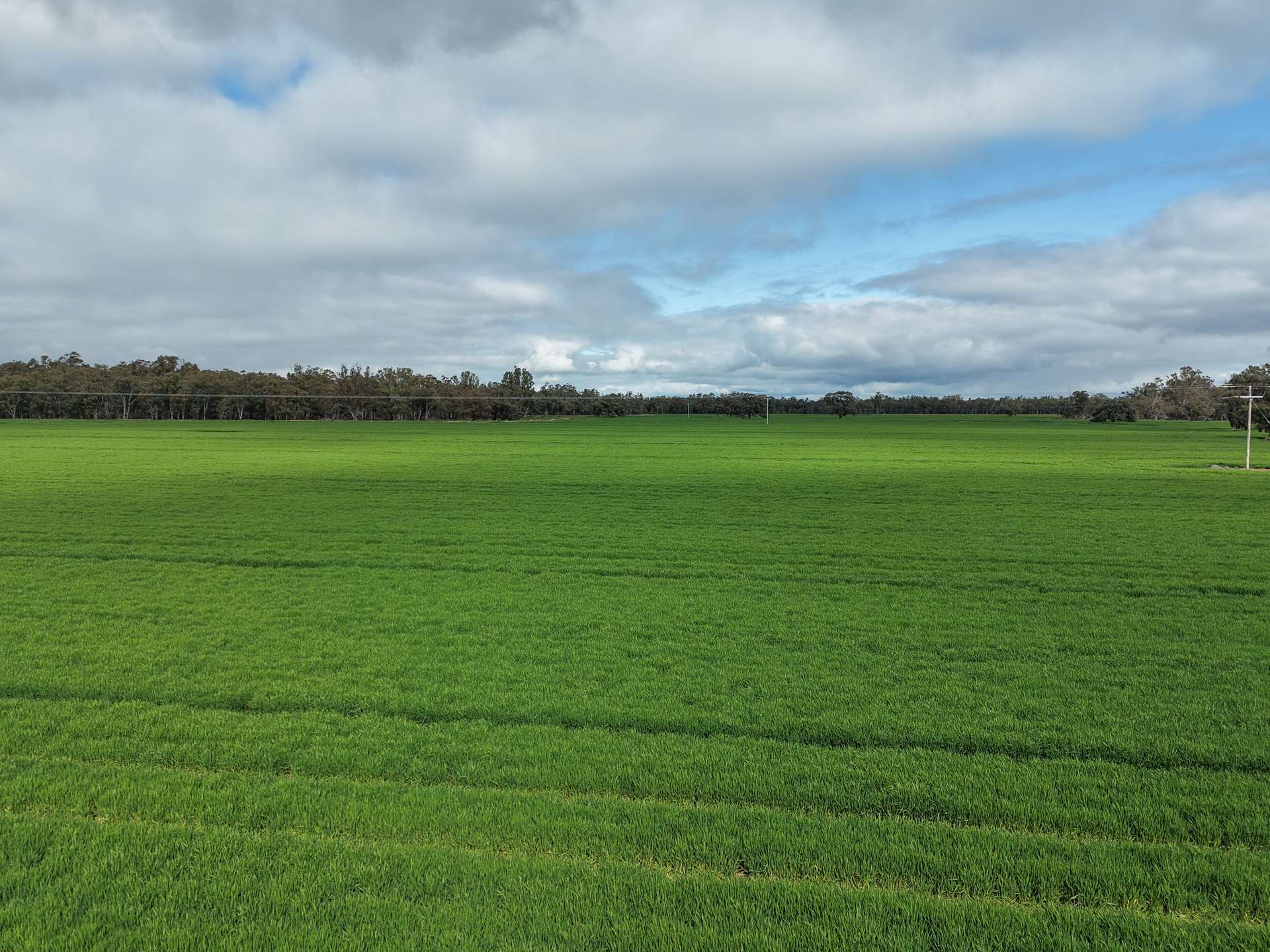 391 Boxdale Road, Deniliquin For Sale by Farmbuy.com - image 4