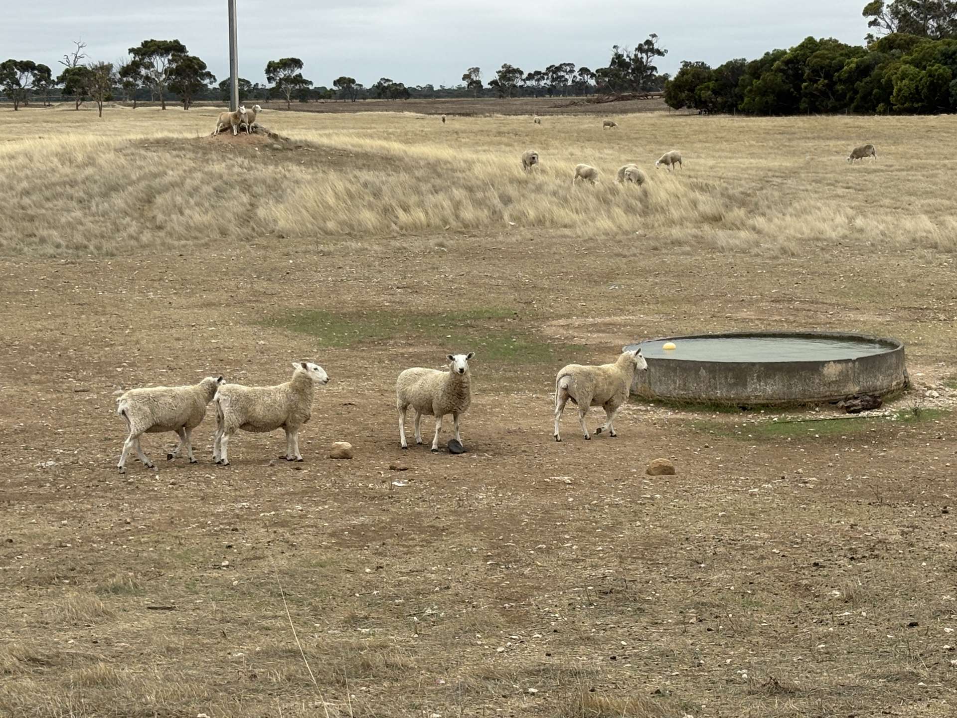 Sec 603 Pitcher Lane, Bordertown For Sale by Farmbuy.com - image 2