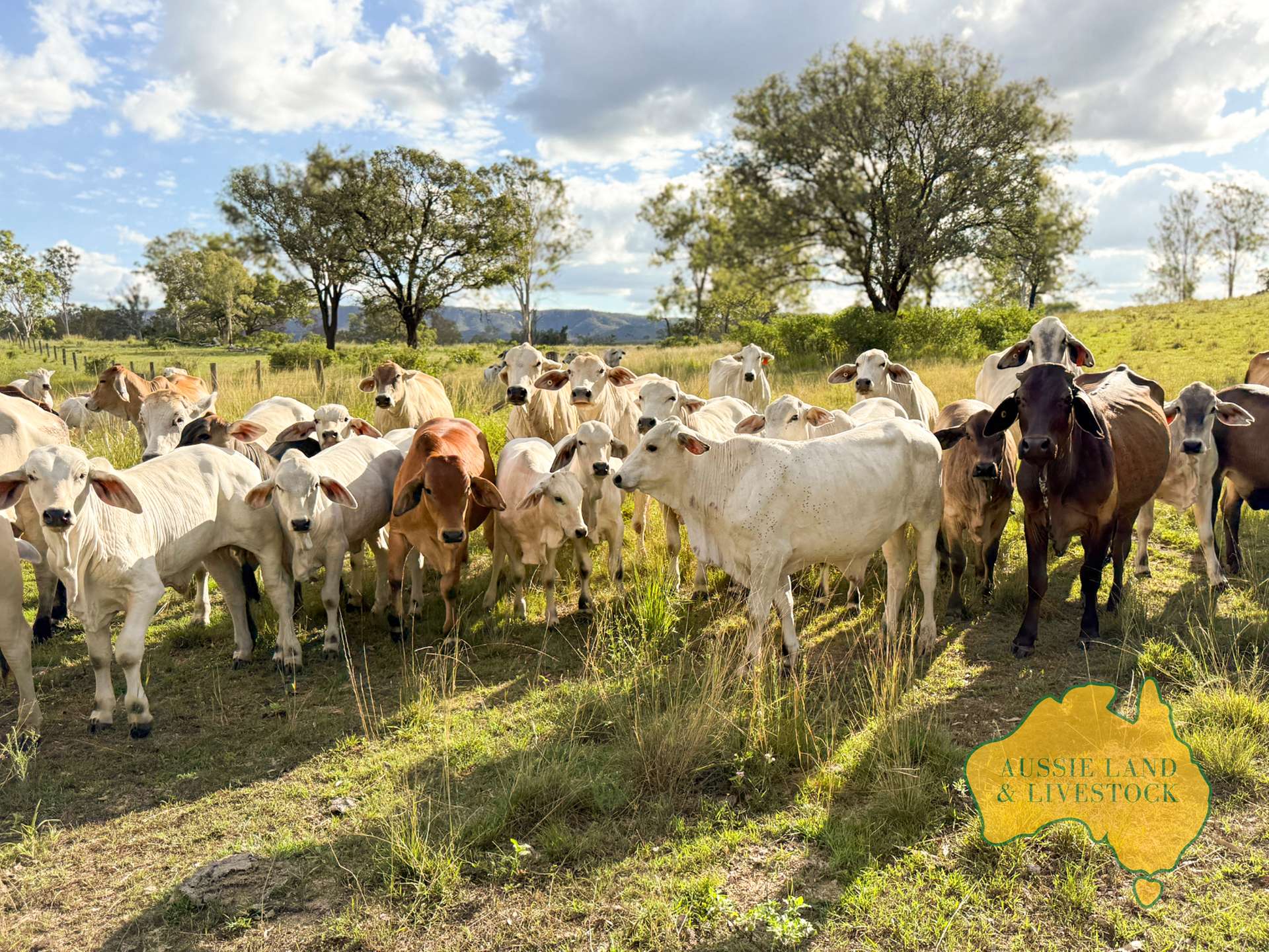 527 KILLERS ROAD, New Moonta For Sale by Farmbuy.com - image 3