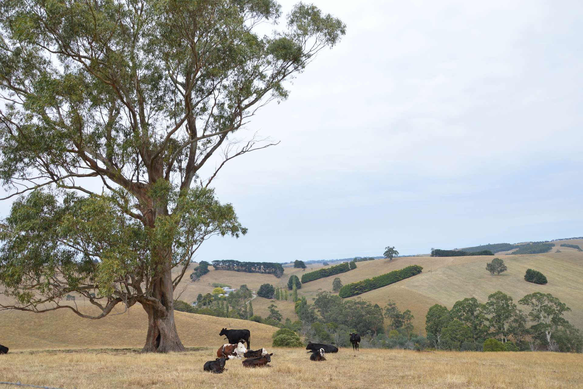 790 Soldiers Road, Poowong For Sale by Farmbuy.com - image 4