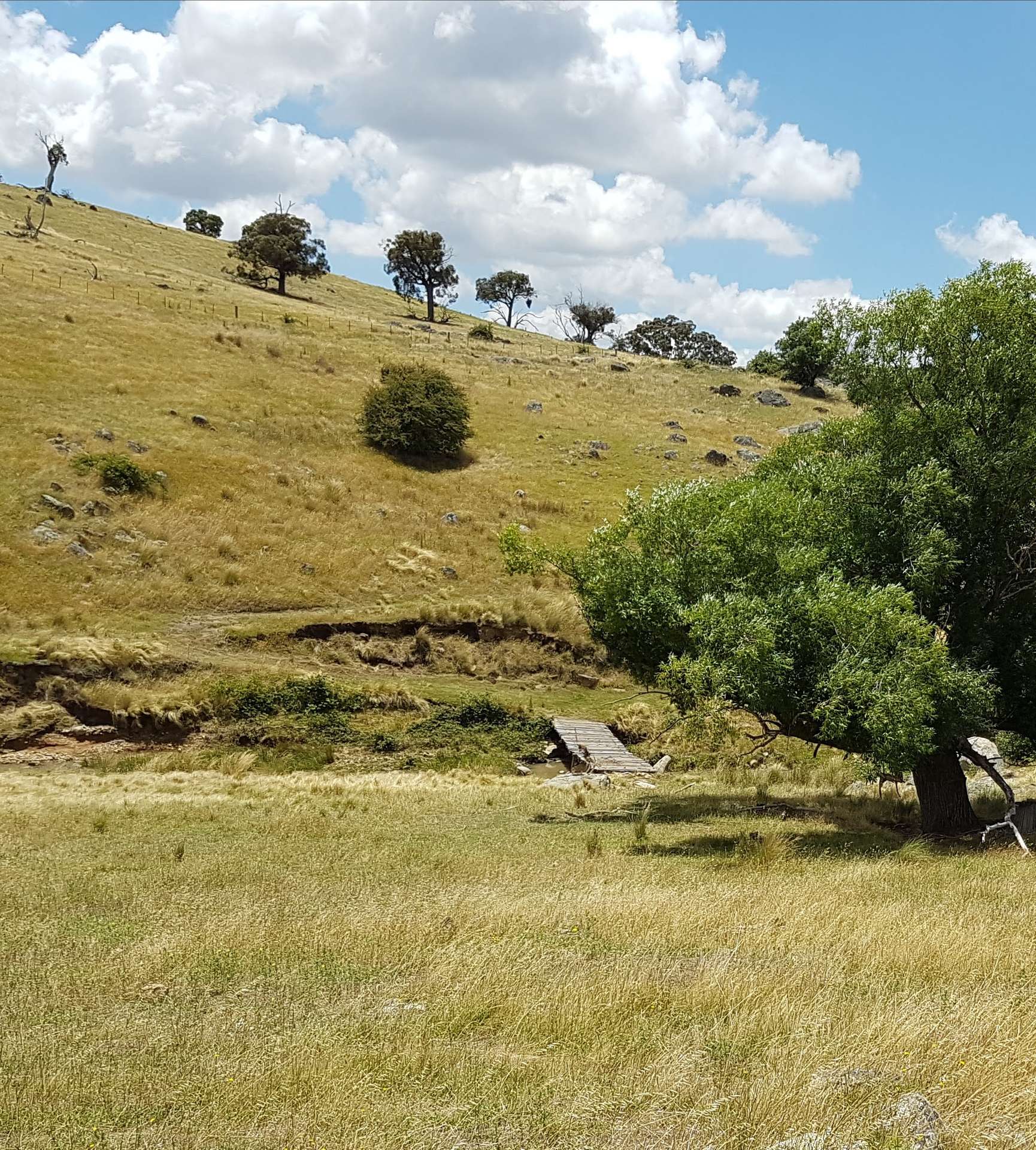 2400 Sapphire Road, Wheeo For Sale by Farmbuy.com - image 3