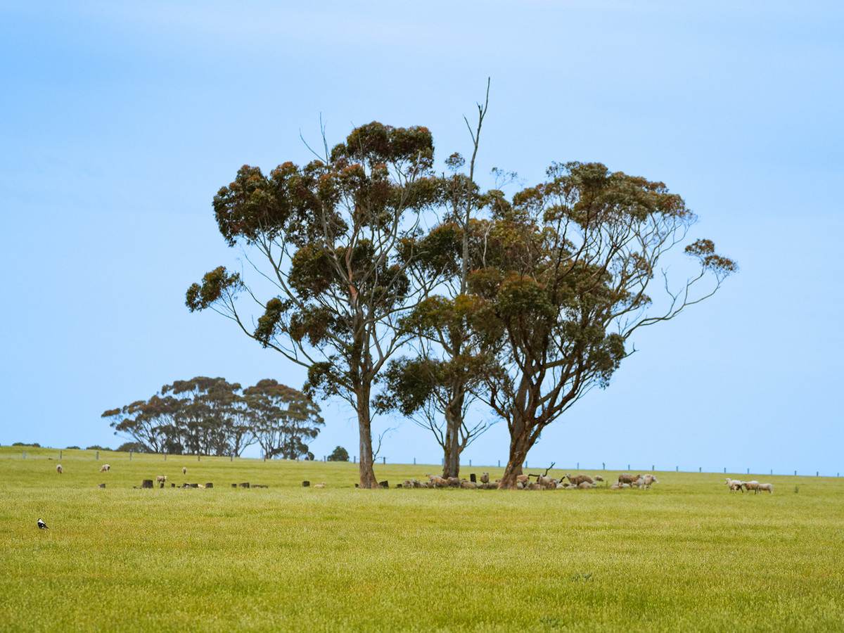 Huf's Back Lane, Warrayure For Sale by Farmbuy.com - image 20