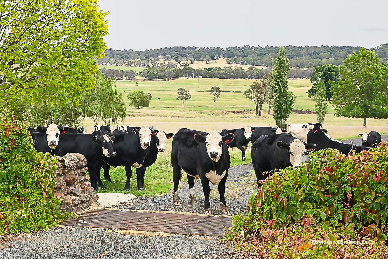 "Langleigh" 14503 Thunderbolts Way, Walcha For Sale by Farmbuy.com - image 19