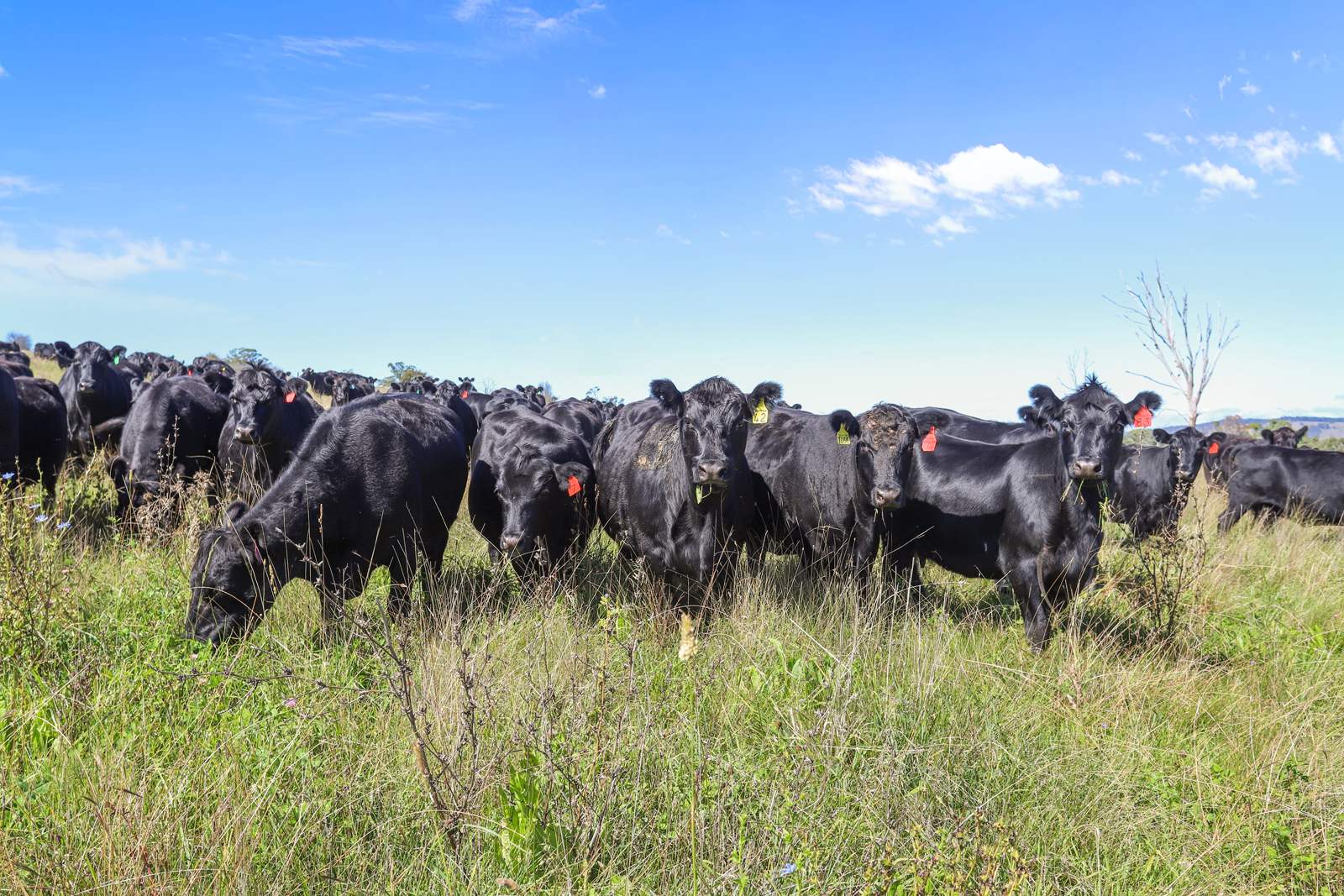 "Wyanga" 195 Gills Road, Uralla For Sale by Farmbuy.com - image 5