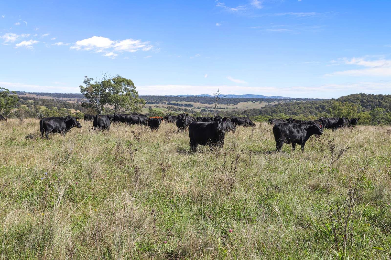 "Wyanga" 195 Gills Road, Uralla For Sale by Farmbuy.com - image 15