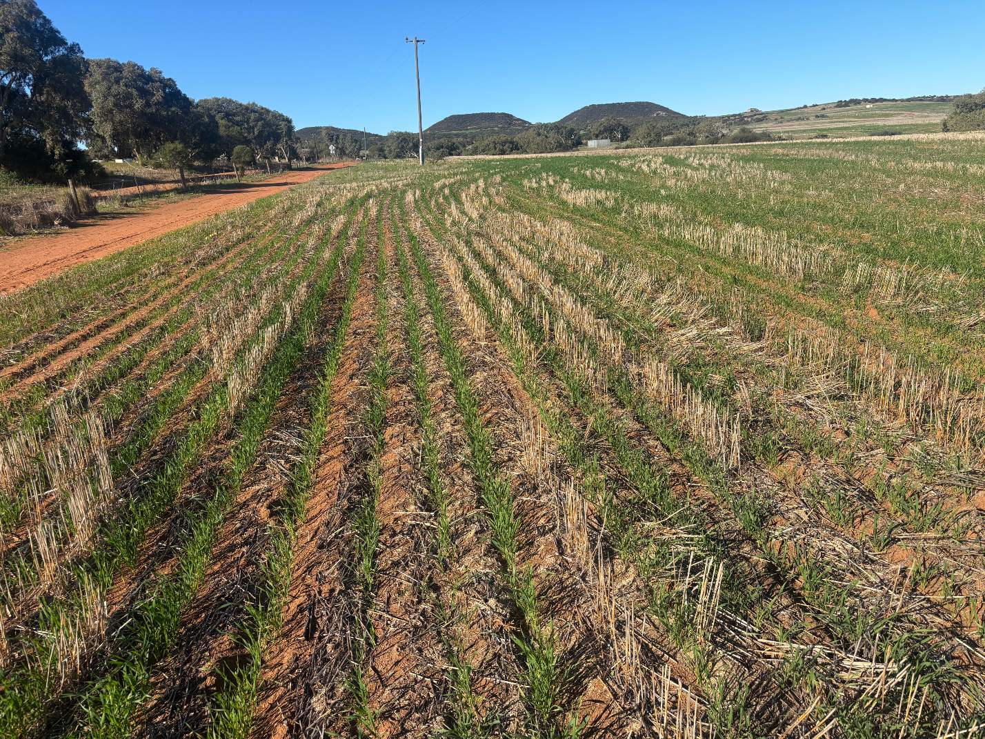 Lot 1 Giles Road, Moonyoonooka For Sale by Farmbuy.com - image 10