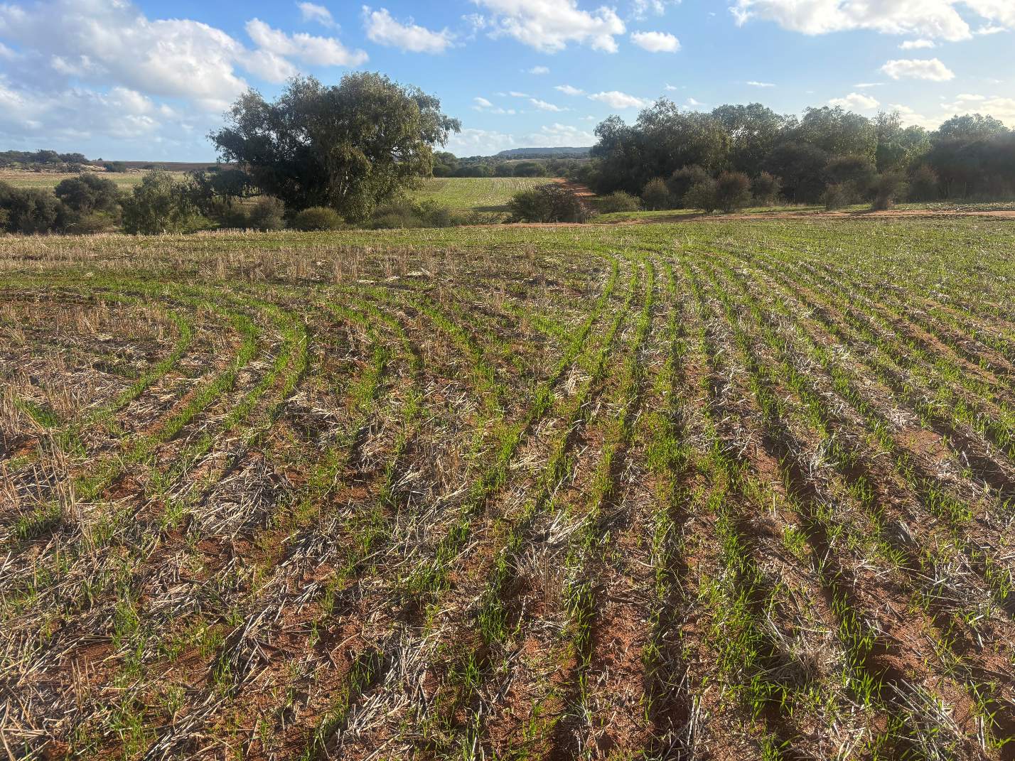 Lot 1 Giles Road, Moonyoonooka For Sale by Farmbuy.com - image 8