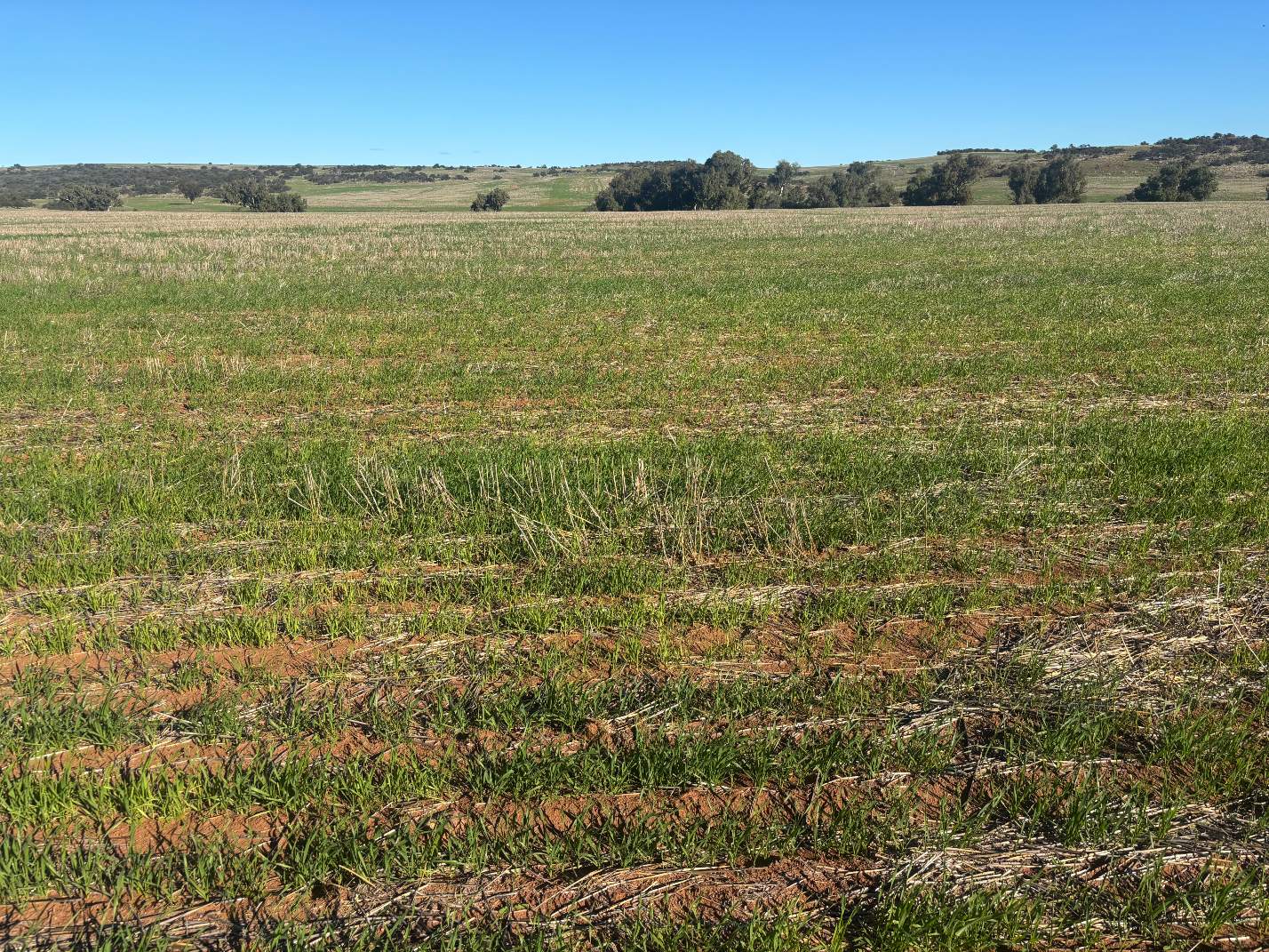 Lot 1 Giles Road, Moonyoonooka For Sale by Farmbuy.com - image 7