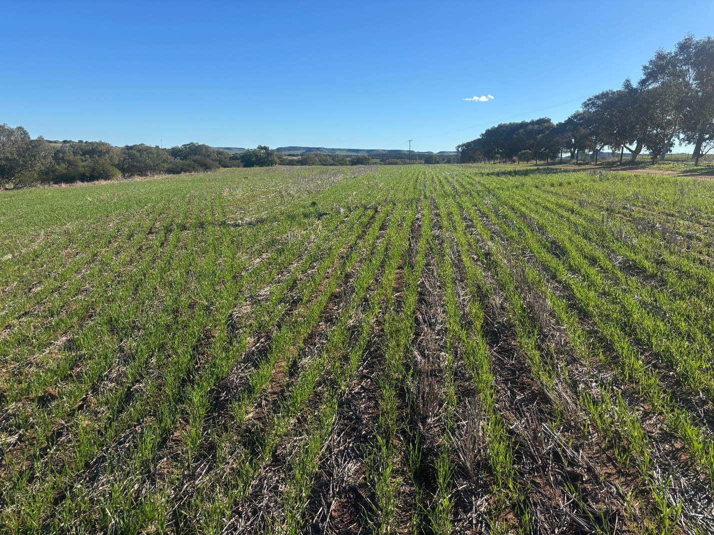 Lot 1 Giles Road, Moonyoonooka For Sale by Farmbuy.com - image 1