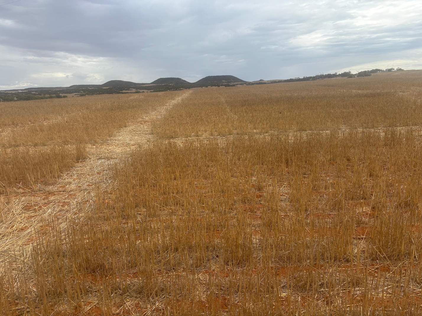 Lot 1 Giles Road, Moonyoonooka For Sale by Farmbuy.com - image 13