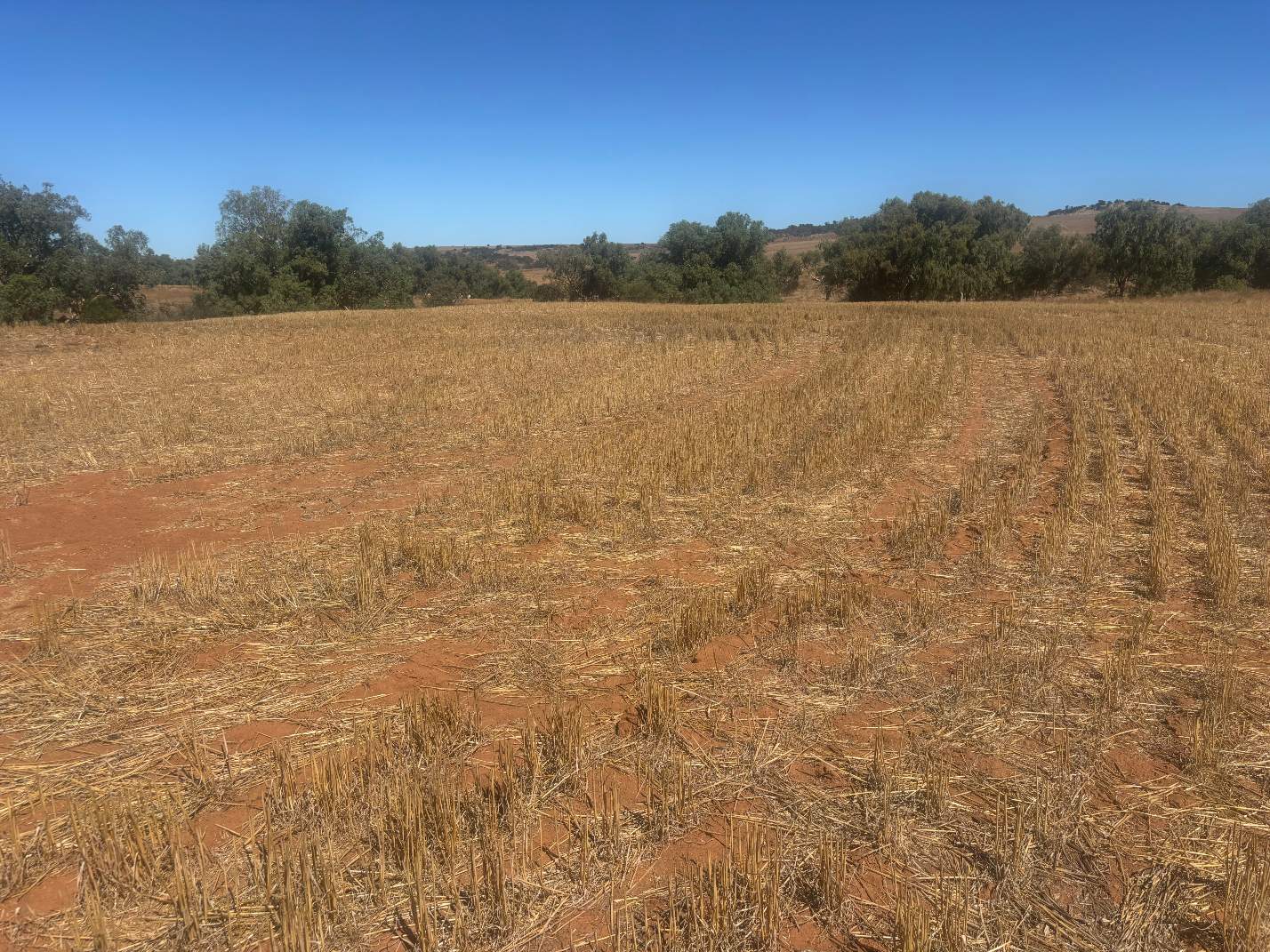 Lot 1 Giles Road, Moonyoonooka For Sale by Farmbuy.com - image 15