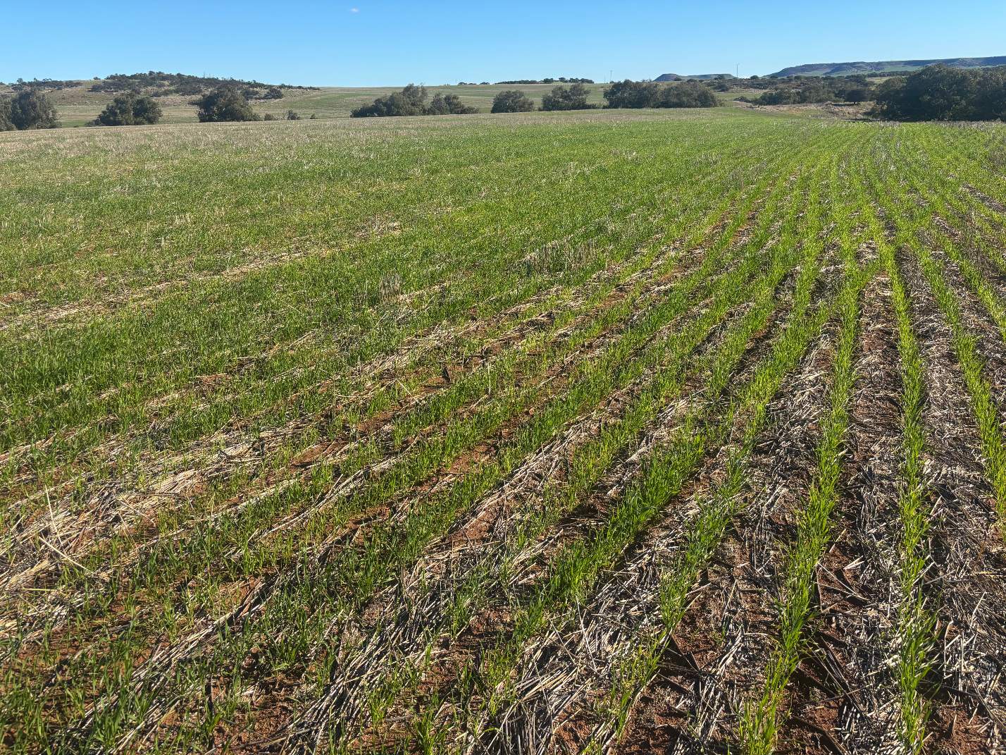 Lot 1 Giles Road, Moonyoonooka For Sale by Farmbuy.com - image 6