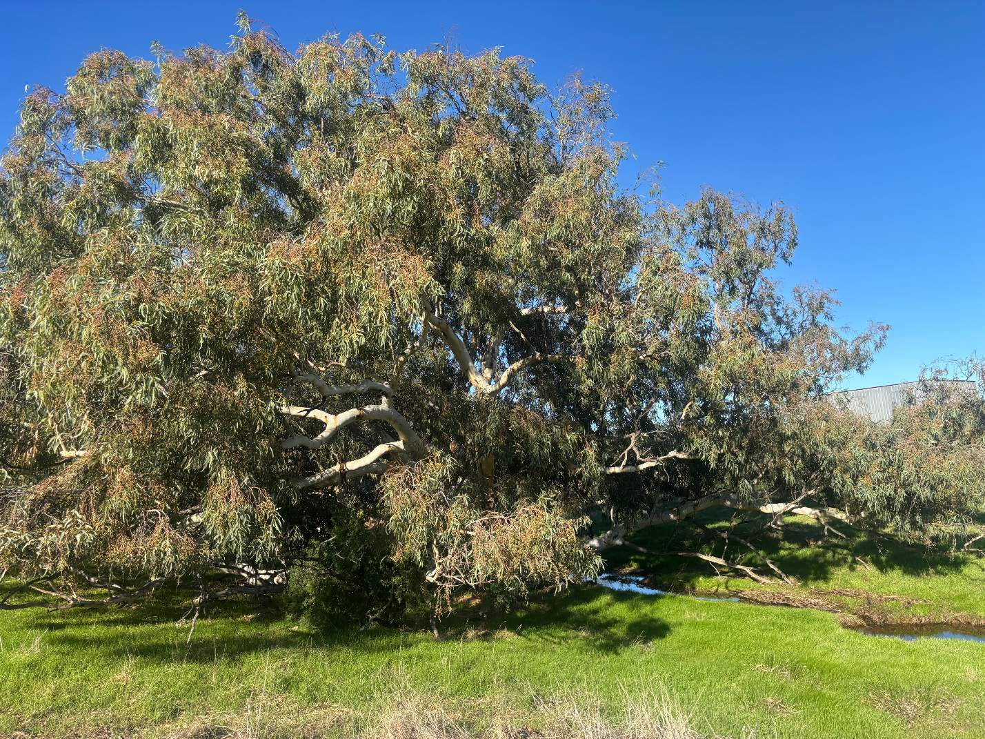 Lot 1 Giles Road, Moonyoonooka For Sale by Farmbuy.com - image 9