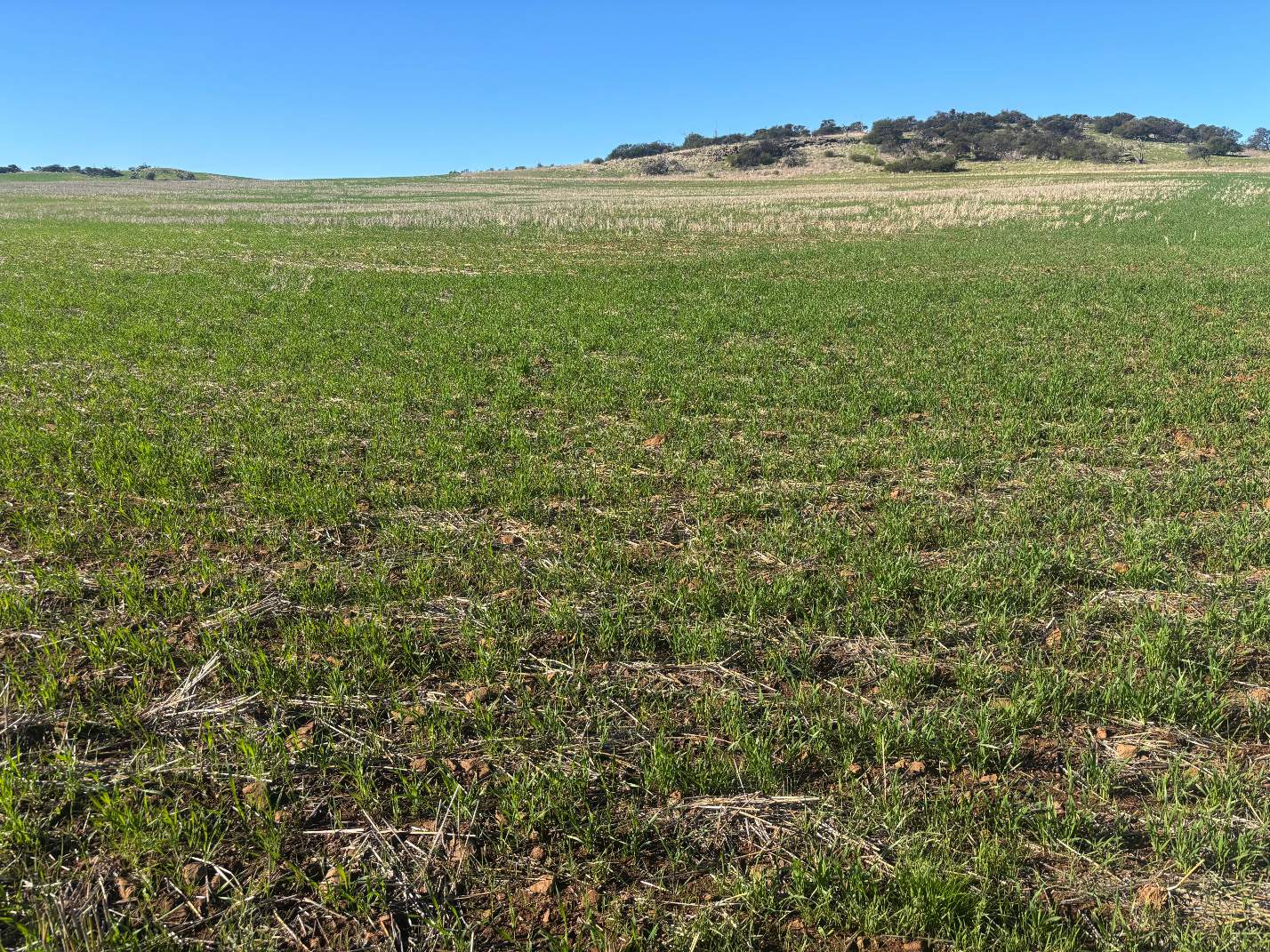 Lot 1 Giles Road, Moonyoonooka For Sale by Farmbuy.com - image 5
